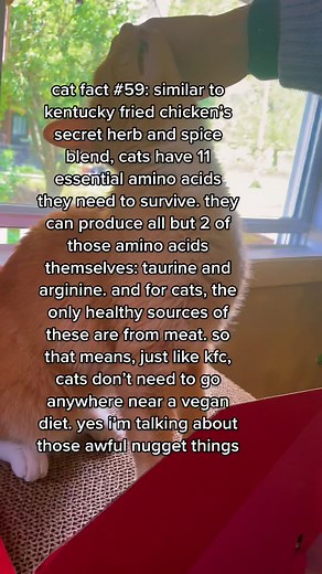 Vegan vs. Carnivore: Why Cats Need Meat | Cat Fact #59