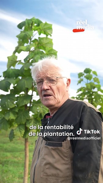 Paulownia en France : culture résistante à la sécheresse pour bois d’œuvre