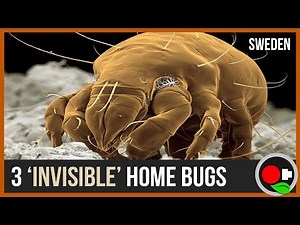 3 "Bugs" That Are Hidden In Your House!