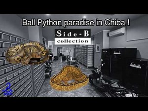 TOP 5 BALL PYTHON AT ‪@Side-BCollection‬