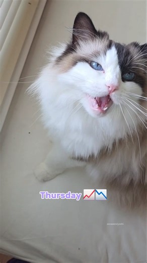 Squeaks and purrs for Miss Tall last week