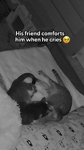 1.8M views · 38K reactions | We want what they have 﫶 Learn more...