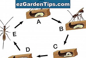 Lebenszyklus von Botrytis 🌱 Tipps Gärtner - De.ezGardenTips.com