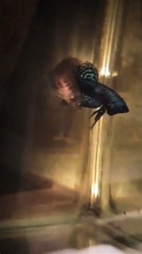 alien blue pair👽🔥