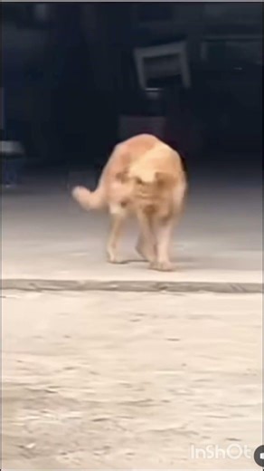 Funny Dancing Dogs #viral #funnyanimal #funny