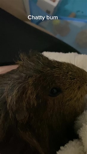 Chatterbox #fyp #guineapigs #guineapig #chatty #chatting #guineapigsoftiktok #guineapigcuddles #guineapigcuddletime #chatterbox #guineapigcare