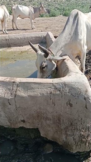 بقرة جميلة جدًا من صحراء شارِي ثار تشرب الماء.AnimalLovers