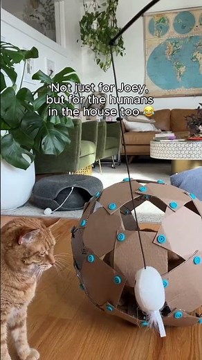 Make your own cat toys with cardboard and Makedo tools! #catvideos