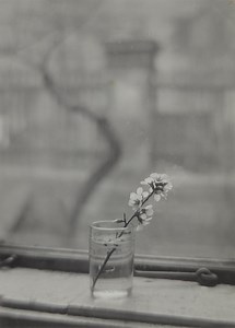 Josef Sudek: Nature Through a Quiet Window Josef Sudek (March 17, 1896 – September 15, 1976) was a Czech photographer known for the quiet poetry of the scenes he created from his home and studio. He photographed the world outside his window and transformed ordinary views of gardens, trees and flowers into deeply emotional images. Sudek used natural light with great sensitivity and gave simple objects a timeless presence. His still lifes and intimate landscapes reflect patience, silence and a clo