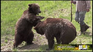 130K views · 3.7K reactions | Jeff Watson has handled captive bears for 27 years, can he teach two to live in the wild? | Animal Planet | Facebook
