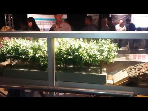 How Mangrove Forests Protect The Coast