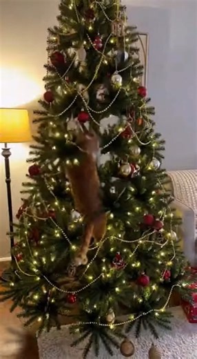 Dibyendu Karmakar on Instagram: "Cat vs. Christmas Tree: The Ultimate Holiday Showdown 🎄🐱 Watch as these furry felines turn the holiday season into their personal playground! From scaling towering trees to knocking them over in a festive crash, these cats prove they’re the real stars of Christmas. Get ready for laughter, chaos, and pure adorable destruction. #CatVsChristmasTree #HolidayCats #ChristmasFail #FunnyCats"