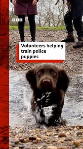 233K views · 2.8K reactions | Meet the puppies who could become future police dogs! Edith, Flora, Kipling, Harold, Archibald and Ernest are all being cared for by volunteers while they undergo their training ❤️ | BBC Birmingham | Facebook