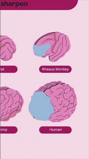 Prefrontal Cortex Function: 60 Second Neuroscience #neuroscience #anatomy #physiology