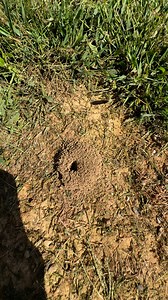 16K views · 23K reactions | How to get rid of ants | Ceith Griffith | Facebook