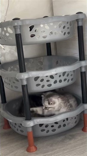 funny bébé chaton oronge top