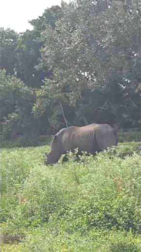 Zebra vs Rhino: Who Rules?#EpicWildlife#SafariWildlife#Shorts