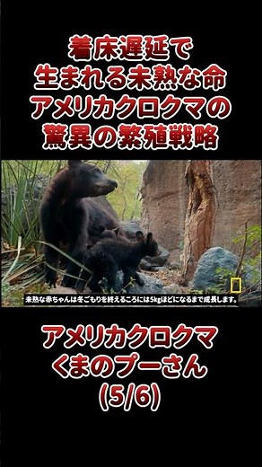 着床遅延で生まれる未熟な命 - アメリカクロクマの驚異の繁殖戦略