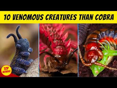 10 Tiny Creatures With Venom Stronger Than Cobras