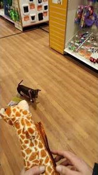 star the miniture Dachshund goes to the pet store for a new toy and some treats#minidachshund