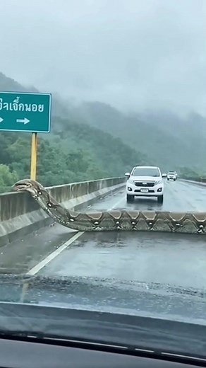 152K views · 210 reactions | Huge AI Snake Stops Drivers | Escuela Panda | Facebook