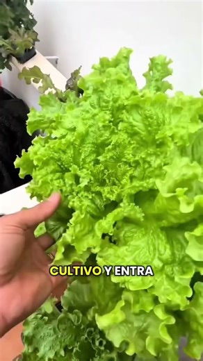Aprende a cultivar tus alimentos en tu propia huerta hidroponica #hidroponia #huerto #huertoencasa