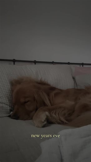 ✨ #nye #goldenretriever #home