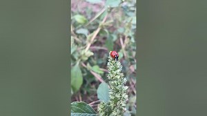 Adorable ladybugshorts