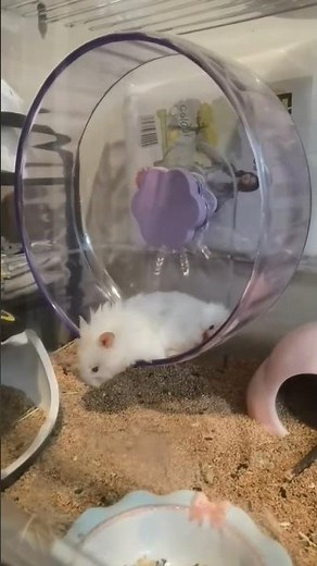 The Hamster Who Feels Sad and Heartbroken #sad #hamsters #cute #animals #hewanlucu
