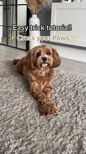 Teaching Dog Tricks: Cross Your Paws Tutorial