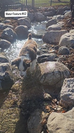 2025 Water Feature Build #12 💧🐾 From bare ground to pure backyard magic. This 18’ pondless waterfall comes to life with a series of cascading drops, natural twists, and winding turns that pull you in from every angle. The best part? It’s not just made for people — even the dog couldn’t resist cooling off and strolling through the stream at the end. Low-maintenance, high-impact, and built to be lived in. This is how you bring movement, sound, and life into your outdoor space. #2025Build #Pondle
