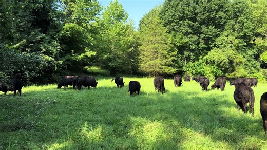 #gallowaycattle🍀🐮🇺🇸 #grassfinishedbeef🥩🥩 #lowstresshandling #rotationalgrazing #regenerativefarming👩‍🌾