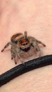 118K views · 8.2K reactions | Here is Muppets little sister, Flower. Everyone say hello to Flower.... | Ophelia, the monster | Facebook