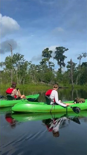 Can you spot the gator? 🐊 New Orleans swamp kayak tour #shorts