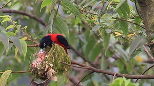 So beautiful Maroon oriole feeding their new baby | Top Birds