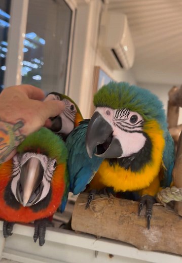 #catalinamacaw #blueandgoldmacaw #scarletmacaw #hybridmacaw #macaws #macaw #macawsoftiktok #parrot #parrotsoftiktok #parrotlover #macawlovers #parrottraining #catalina #babybird #birds