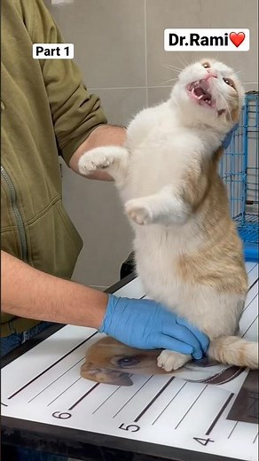 How to deal with angry cat and ferocious cat 🐱 part 27