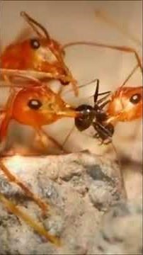 Danger beneath your feet! ⚠️ How to survive a Red Ant Attack 🐜🆘