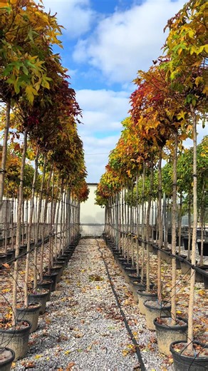 Liquidambar ‘Gumball’: Stunning Fall Colors for Gardens