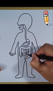 Fun and Easy The Human Digestive System Drawing Tutorial