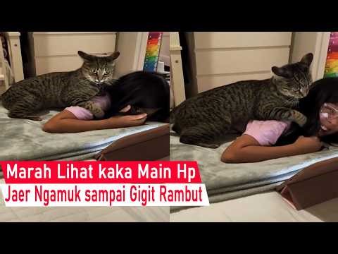 making you laugh! Cat Forbids Brother from Playing with His Phone While Angrily Biting His Hair