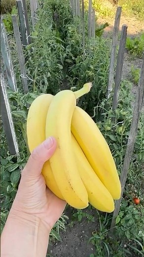 How to speed up tomato ripening? One fruit is enough!