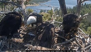 606K views · 20K reactions | "OK, who ordered the fish?" Shadow comes swooping home with lunch in his talons at the #BigBear bald eagle nest. Viewed via the Friends of Big Bear Valley and Big Bear Eagle Nest Cam | High Desert Crime Scene | Facebook
