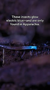 547K views · 5.4K reactions | They're not fireflies, and they're not...