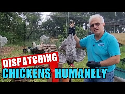 How to Dispatch Chickens Humanely & Efficiently