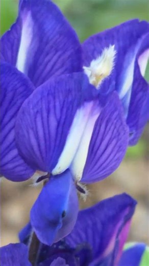 תורמוס ההרים פורח Lupinus pilosus in bloom
