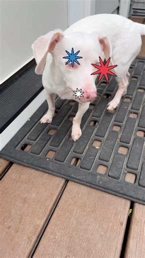 8.2K reactions · 105 shares | Simplifying Independence Day with...