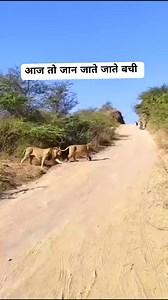 1.5M views · 9.6K reactions | Please like follow kardo  प्लीज लाईक फॉलो करदो  #attackanimal #animal #animals #wildlife #lion #clip #cat #tiger #fun #attackontitan #animalattack #attack #africa #wild #playstation #funnyanimals #fightanimal #bird | Rumee Moni | Facebook