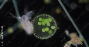 Volvox in drop of water under the microscope for classroom education.