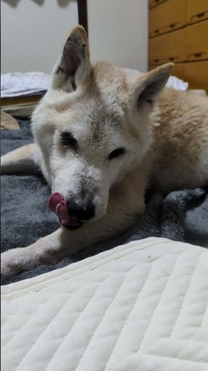 ４日🌠定期検診に行ってきました。体重はほぼ変わらず、心臓に少し雑音があるそうです薬を飲まなくて良いレベルです。シニアになると色々あるわ😣
